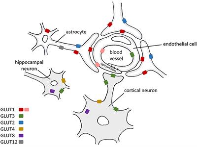 A Systematic Review of Glucose Transport Alterations in Alzheimer's Disease